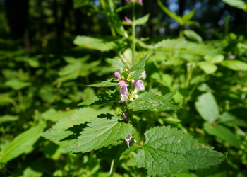 Gefleckte Taubnessel (Lamium maculatum) - © Patrick Schwager