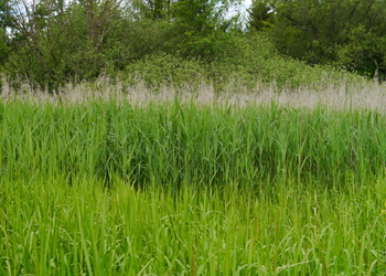 Schilf (Phragmites australis) - © Patrick Schwager