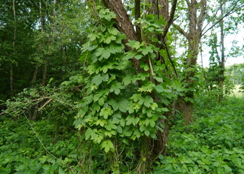 Hopfen (Humulus lupulus) - © Patrick Schwager