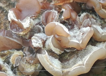 Gezonter Ohrlappenpilz (Auricularia mesenterica) - © Bernard Wieser