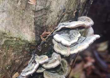 Gezonter Ohrlappenpilz (Auricularia mesenterica) - © Bernard Wieser
