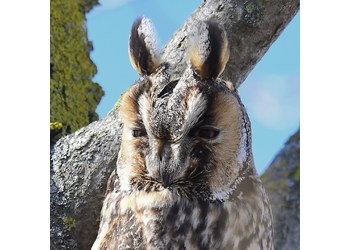 Waldohreule (Asio otus) - © Peter Cicek