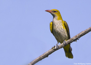 Pirol (Oriolus oriolus) - © Wolfgang Hartmann
