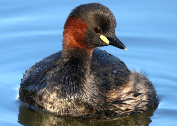 Zwergtaucher (Tachybaptus ruficollis) - © Michael Baier