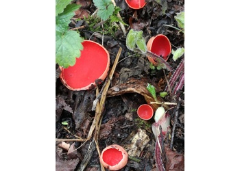Österreichischer Prachtbecherling (Sarcoscypha austriaca) - © Bernard Wieser