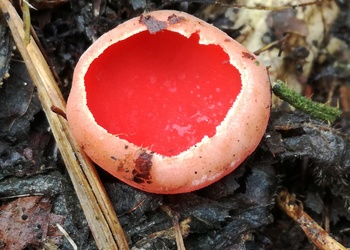 Österreichischer Prachtbecherling (Sarcoscypha austriaca) - © Bernard Wieser