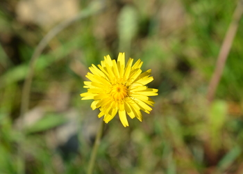 Gewöhnliches Ferkelkraut (Hypochoeris radicata) - © Bernard Wieser