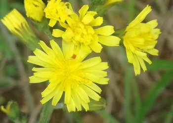 Trauben-Pippau (Crepis praemórsa) - © Bernard Wieser