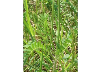 Gewöhnliche Esparsette (Onobrychis viciifolia) - © Bernard Wieser