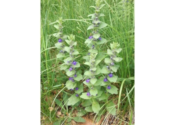 Genfer Günsel (Ajuga genevensis) - © Bernard Wieser