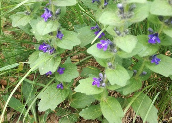 Genfer Günsel (Ajuga genevensis) - © Bernard Wieser