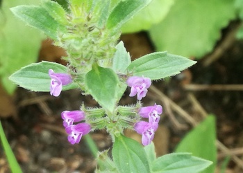 Feld-Steinquendel (Acinos arvensis) - © Bernard Wieser