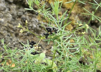 Vulkan-Labkraut (Galium eruptivum) - © Bernard Wieser