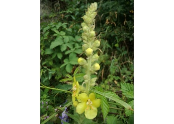 Großblütige Königskerze (Verbasum densiflorum) - © Bernard Wieser