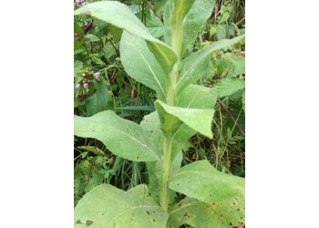 Großblütige Königskerze (Verbasum densiflorum) - © Bernard Wieser