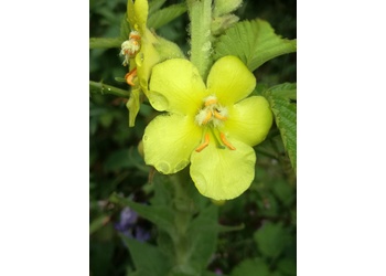 Großblütige Königskerze (Verbasum densiflorum) - © Bernard Wieser