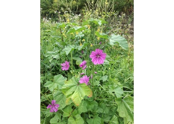 Große Käsepappel, Wild-Malve (Malva sylvestris) - © Bernard Wieser