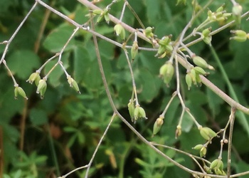 Kleine Wiesenraute (Thalictrum minus) - © Bernard Wieser