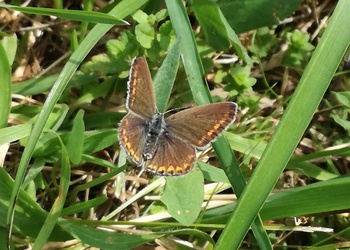 Kleiner Sonnenröschen-Bläuling (Aricia agestis) - © Bernard Wieser