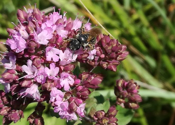 Echter Dost (Origanum vulgare) - © Bernard Wieser