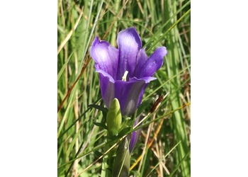 Lungen-Enzian (Gentiana pneumonanthe) - © Bernard Wieser