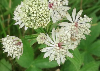Sterndolde (Astrantia major) - © Bernard Wieser