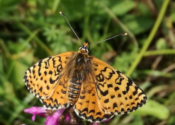 Roter Scheckenfalter (Melitaea didyma) - © Bernard Wieser