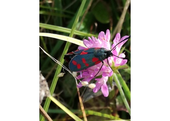 Sechsfleck-Widderchen (Zygaena filipendulae) - © Bernard Wieser