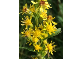 Gewöhnliche Goldrute (Solidago virgaurea) - © Bernard Wieser