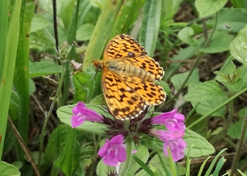 Magerrasen-Perlmuttfalter (Boloria dia) - © Bernard Wieser
