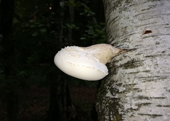 Birkenporling (Piptoporus betulinus) - © Bernard Wieser