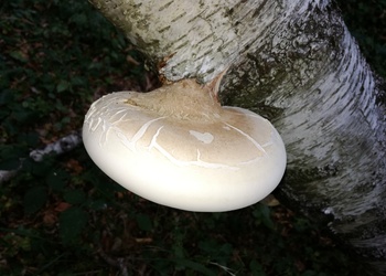 Birkenporling (Piptoporus betulinus) - © Bernard Wieser