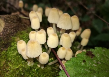 Gesäter Tintling (Coprinellus disseminatus) - © Bernard Wieser