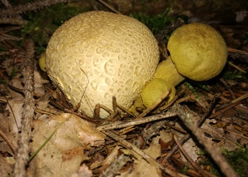 Parasitischer Röhrling (Pseudoboletus parasiticus ) - © Bernard Wieser