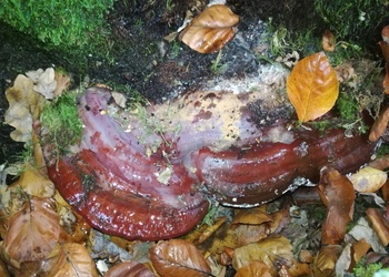 Kupferroter Lackporling (Ganoderma pfeifferi) - © Bernard Wieser