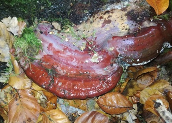 Kupferroter Lackporling (Ganoderma pfeifferi) - © Bernard Wieser