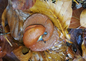 Spanische Wegschnecke (Arion vulgaris) - © Bernard Wieser