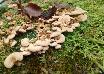 Herber Zwergknäueling (Panellus stipticus) - © Bernard Wieser