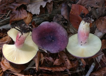 Zitronenblättriger Täubling (Russula sardonia) - © Bernard Wieser