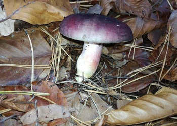 Zitronenblättriger Täubling (Russula sardonia) - © Bernard Wieser