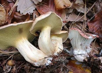 Kuhröhrling (Suillus bovinus) - © Bernard Wieser