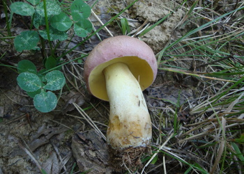 Blauender Königsröhrling (Butyriboletus fuscoroseus) - © Bernard Wieser