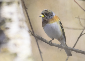 Bergfink (Fringilla montifringilla) - © Peter Cizek