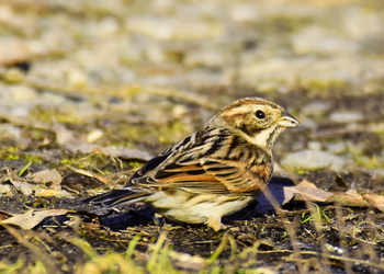 Rohrammer (Emberiza schoeniclus) - © Peter Cizek