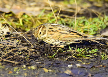 Rohrammer (Emberiza schoeniclus) - © Peter Cizek