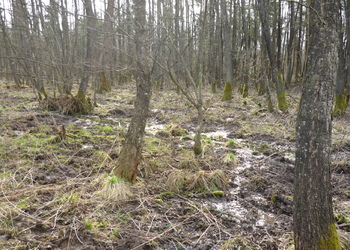 Bruchwälder - © Patrick Schwager