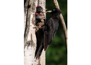 Schwarzspecht (Dryocopus martius) - © Alois Absenger