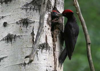 Schwarzspecht (Dryocopus martius) - © Alois Absenger