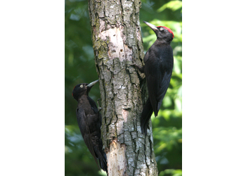 Schwarzspecht (Dryocopus martius) - © Alois Absenger