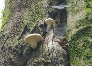 Beringter Seitling (Pleurotus dryinus) - © Bernard Wieser